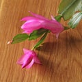 Pink Schlumbergera flowers Royalty Free Stock Photo