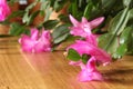Pink Schlumbergera flowers Royalty Free Stock Photo
