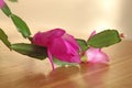 Pink Schlumbergera flowers Royalty Free Stock Photo