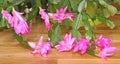 Pink Schlumbergera flowers Royalty Free Stock Photo