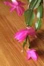 Pink Schlumbergera flowers Royalty Free Stock Photo