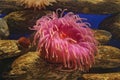 Pink sea anemone Royalty Free Stock Photo