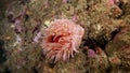 Pink sea anemone Actinia is disclosed underwater on seabed of Barents Sea.