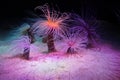 Pink Sea anemone (Actiniaria) waving in water Royalty Free Stock Photo