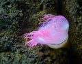 Pink sea anemone Royalty Free Stock Photo