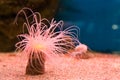 Pink sea anemone glowing bright, beautiful and colorful animal of the tropical ocean Royalty Free Stock Photo