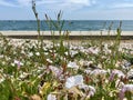 Pink sea bindweed with sea in background