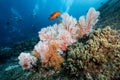 Pink Sea Fan coral at Bon Island, Andaman sea, Thailand Royalty Free Stock Photo