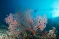 Pink sea fan scuba diver Royalty Free Stock Photo