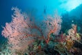 Pink sea fan scuba diver Royalty Free Stock Photo