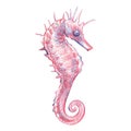 Pink sea horse underwater texture isolated on white background. Pencil graphics hand draw illustration. Art for design
