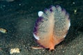 Pink sea pen underwater close up macro detail