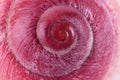 Pink sea shell with the spiral, macro, close-up Royalty Free Stock Photo