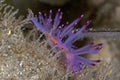 Pink sea slug Royalty Free Stock Photo