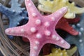 Pink sea star Royalty Free Stock Photo