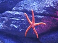 Pink Sea Star Royalty Free Stock Photo