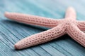 Pink sea star Royalty Free Stock Photo