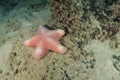 Pink sea star Royalty Free Stock Photo