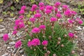 Pink Sea Thrift Plant in Bloom Closeup Royalty Free Stock Photo