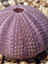 Pink sea urchin Royalty Free Stock Photo