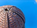 Pink sea urchin test on a blue background