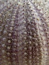 Pink sea urchin texture