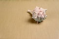 Seashell on a Light Colored Wooden Background Royalty Free Stock Photo
