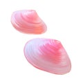 Pink seashells. Vector illustration. Under the sea. Underwater purple life. pink urchin. Mollusc. - Vector Royalty Free Stock Photo