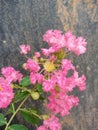 Pink seasonal flower and green leaves