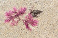 Pink seaweed Royalty Free Stock Photo