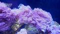 Pink seaweed vibrate in the aquarium water, marine life close-up