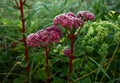 Sedum flowers and frost in autumn garden Royalty Free Stock Photo