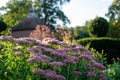 Pink sedum flowers reflecting the late afternoon sun in early autumn, at Eastcote House historic walled garden, Hillingdon, London Royalty Free Stock Photo