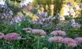 Pink sedum flowers reflecting the late afternoon sun in early autumn, at Eastcote House historic walled garden, Hillingdon, London Royalty Free Stock Photo