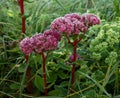 Pink sedum flowers in winter garden Royalty Free Stock Photo