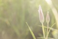 Pink Sego Lily In Bright Morning Sun