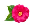 Pink semi-double camellia flower