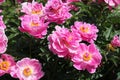 Pink semi-double flowers of Paeonia lactiflora cultivar Auguste Dessert. Flowering peony plant in garden