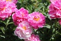 Pink semi-double flowers of Paeonia lactiflora cultivar Auguste Dessert. Flowering peony plant in garden