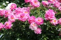 Pink semi-double flowers of Paeonia lactiflora cultivar Auguste Dessert. Flowering peony plant in garden