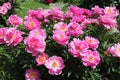 Pink semi-double flowers of Paeonia lactiflora cultivar Auguste Dessert. Flowering peony plant in garden