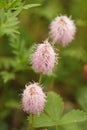 Pink Sensitive flowers in triplet Royalty Free Stock Photo