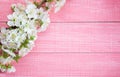 Pink shabby wooden background with the flowering sweet cherry branch