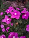 Pink shade flowers , beautiful,