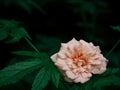 Pink shaded rose presented upon other plant leaves Royalty Free Stock Photo