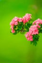 Pink shallow spring flowers on a branch on a green background