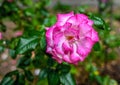 Pink Sharifa Asma rose flower on green leaves background Royalty Free Stock Photo