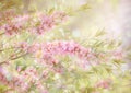 Pink flowering spring blossom, green lawn background. Beautiful pink spring tender cherry or almond flowers blossom. Royalty Free Stock Photo