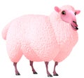 Pink sheep