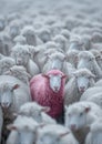 Pink Sheep Standing Out in a White Flock Concept Royalty Free Stock Photo